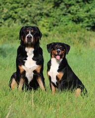 A large Swiss mountain dog sits next to a small Appenzeller mountain dog are sittin on a green field in the garden