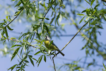 cute blue tit looks up, blue tit on a branch, blue tit between green leaves, green background, blue...