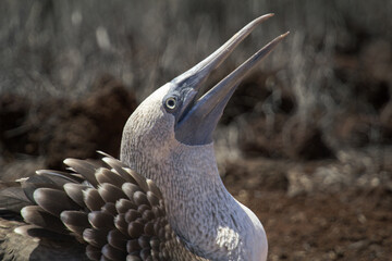 Blue-Footed Booby Calling During Courtship Display in Natural Galapagos Habitat