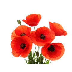 Obraz premium Poppies in Bloom: A cluster of vibrant red poppies stand tall against a crisp white backdrop, their delicate petals unfurling in a celebration of life ... See More 
