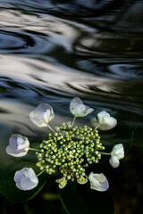 Floating white hydrangea
たゆたう白い紫陽花