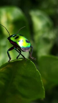 Extreme Close-up Macro Vertical Footage Of An Beautiful brilliantly colored jewel beetle on on edge of a leaf with a blurred background. Jewel bug (Chrysocoris stollii) is a common bug.