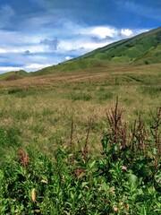 Green Field and Blue Cloudy Sky with Some Flower in Mountain