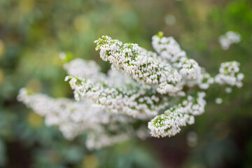 Closeup of pieris japonica in bloom