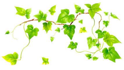 Obraz premium Vibrant green ivy plant branches and leaves isolated on white background