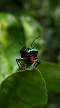 Extreme Close-up Macro Vertical Footage Of An Beautiful brilliantly colored jewel beetle on on edge of a leaf with a blurred background. Jewel bug (Chrysocoris stollii) is a common bug. Flying away