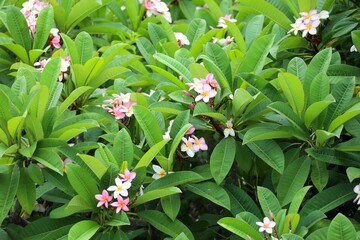 Dense pink and white frangipani blooms among glossy green leaves in a tropical garden. This vibrant...