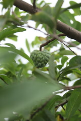 Custard apple amazing view in nature