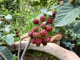 Unripe Blackberries Growing on a Home Grown Plant