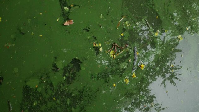 Blooming blue-green algae environmental water pollution problem.