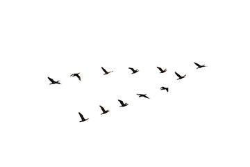 flock of birds of twelve cormorants flying isolated on white background