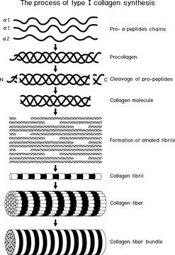 Multi-step process of type I collagen synthesis. Scheme of collagen biosynthesis for biology lessons