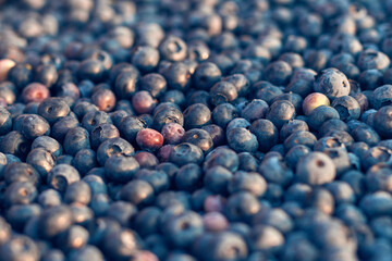 Freshly picked organic blueberries in fruit crates prepared for selling on a market.
