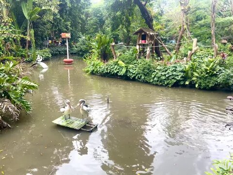 Beautiful australian pelicans standing and playing on a floating wooden plank on a lake. Healthy pelicans in Indonesia's tropical climate.