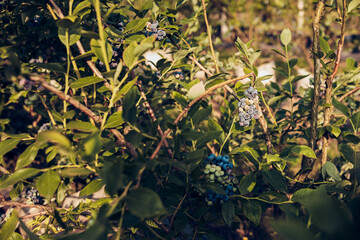 Fresh blueberries ready for seasonal picking on a farm.