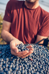 Farmer picking fresh blueberries on a farm.