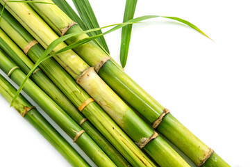 Obraz premium Fresh green sugarcane stalks placed on white background