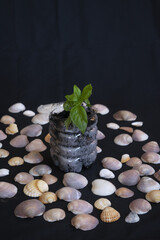 harmony of nature and reuse