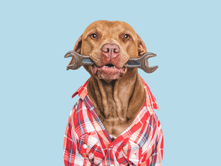 Cute dog, red shirt and spanner. Close-up, indoors. Studio shot. Congratulations for family,...