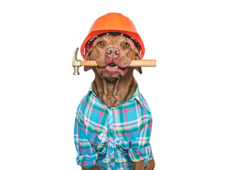 Cute dog, orange hard hat and hammer. Close-up, indoors. Studio shot. Congratulations for family,...