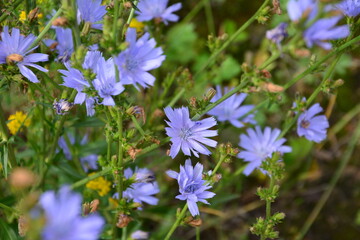 Chicory Flowers in Bloom A Field of Blue