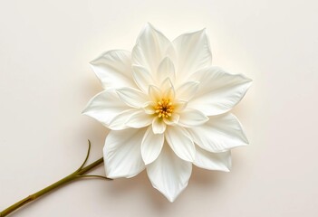 Obraz premium Elegant white flower detail on cream paper stock, background, celebration