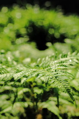 岐阜県揖斐川町の朝日に当たるシダ植物