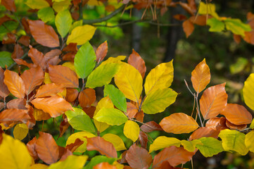 Beech Fagus tree leaves on the branch during autumnal day in sunlight, bright fall colors