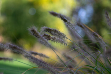 Pennisetum alopecuroides hameln foxtail fountain grass growing in the park, ornamental autumnal bunch of fountaingrass