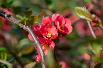 Chaenomeles japonica japanese maules quince flowering shrub, beautiful pink flowers in bloom on...