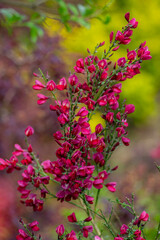 Cytisus scoparius scotch broom ornamental flowers in bloom, deep purple red bright color flowering...