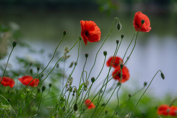 Papaver rhoeas common poppy seed bright red flowers in bloom, group of flowering plants on meadow,...