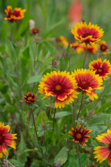 Gaillardia aristata red yellow flower in bloom, common blanketflower flowering plant