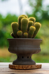 Parodia leninghausii (K.Schum.) in pot. It is yellow color and glistens under a haze of harmless golden spines. copy space for text.