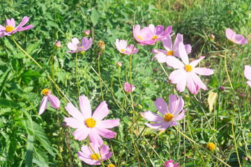 Delicate Pink Cosmos Flowers (Cosmos bipinnatus) Dancing in Summer Breeze