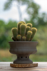 Parodia leninghausii (K.Schum.) in pot. It is yellow color and glistens under a haze of harmless golden spines. copy space for text.