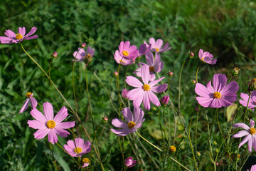 Dense Thicket of Delicate Pink Cosmos Bipinnatus, Cottage Garden Charm