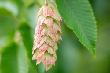 KWIATY, ROŚLINY, KOLORY, PRZYRODA, NATURA, PIĘKNO, ŁĄKA,  KWIAT, © grzegorzszefer