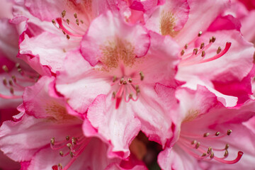 KWIATY, ROŚLINY, KOLORY, PRZYRODA, NATURA, PIĘKNO, ŁĄKA,  KWIAT, © grzegorzszefer