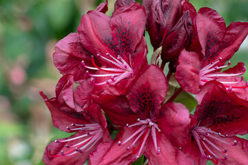 KWIATY, ROŚLINY, KOLORY, PRZYRODA, NATURA, PIĘKNO, ŁĄKA,  KWIAT, © grzegorzszefer