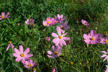 Lush Pink Cosmos Bush in Full Bloom, Feathery Foliage Dancing in Summer Wind