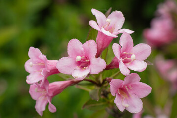 KWIATY, ROŚLINY, KOLORY, PRZYRODA, NATURA, PIĘKNO, ŁĄKA,  KWIAT, © grzegorzszefer