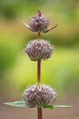 KWIATY, ROŚLINY, KOLORY, PRZYRODA, NATURA, PIĘKNO, ŁĄKA,  KWIAT, © grzegorzszefer