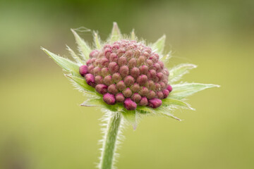 KWIATY, ROŚLINY, KOLORY, PRZYRODA, NATURA, PIĘKNO, ŁĄKA,  KWIAT, © grzegorzszefer