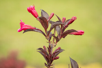 KWIATY, ROŚLINY, KOLORY, PRZYRODA, NATURA, PIĘKNO, ŁĄKA,  KWIAT, © grzegorzszefer