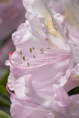 KWIATY, ROŚLINY, KOLORY, PRZYRODA, NATURA, PIĘKNO, ŁĄKA,  KWIAT,