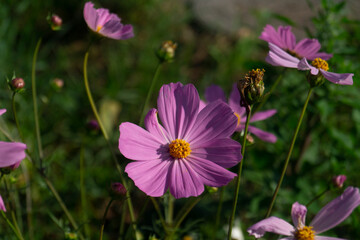 Whimsical Detail of Cosmos Bipinnatus: Threadlike Leaves and Candy-Pink Blooms