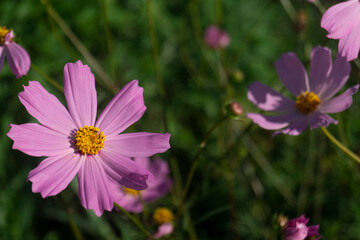 Dreamy Pink Cosmos in Soft Focus: Translucent Petals and Pollen Dusted Stamens