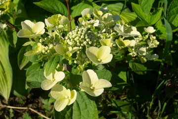 Majestic Panicles of Hydrangea paniculata &lsquo;Grandiflora&rsquo; in Mid-Summer Bloom