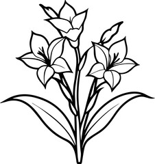 Gladiolus Flower black outline vector and illustration, coloring book page